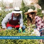 Farmer using compost and drip irrigation in a green garden to promote sustainable farming practices