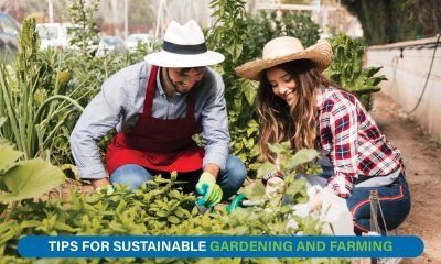 Farmer using compost and drip irrigation in a green garden to promote sustainable farming practices